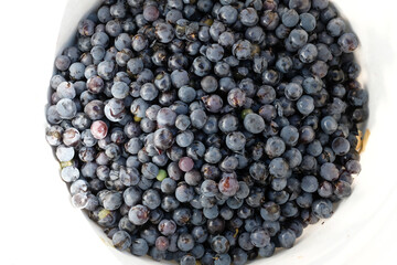 Purple picked grapes in the white bucket. Wine-making. Technology of wine production. Copy space. Selective focus.