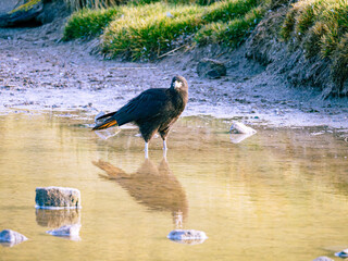 Caracara the flying Monkey in New Island, Falkland Islands