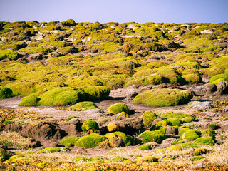 Yareta Moss in New Island Falkland Island