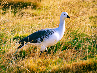 Kelp Goose in Falkland Island 