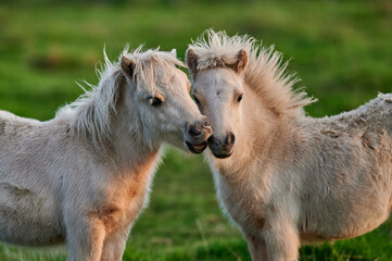 Two Young Ponies Nuzzling in an Evening Pasture in Rural Iceland, Captured in Soft Natural Light,...