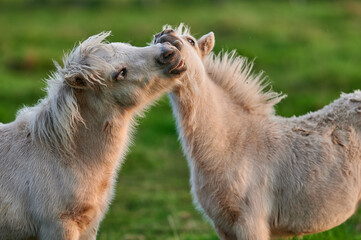 Two Young Ponies Nuzzling in an Evening Pasture in Rural Iceland, Captured in Soft Natural Light,...