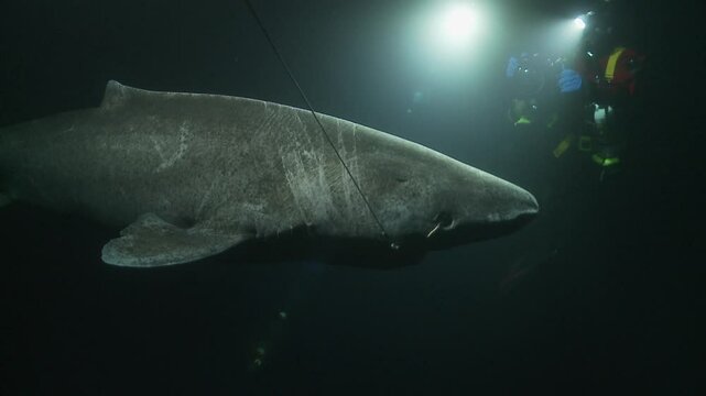 A Greenland shark (Somniosus microcephalus) is hooked on a fishing line. Filmed from a medium distance, showing the large, slow-moving shark attached to the hook in the cold, dark waters.