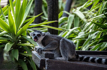 Madagascar Gray Lemur feeding in natural conditions on a sunny day