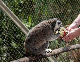 Madagascar Gray Lemur feeding in natural conditions on a sunny day