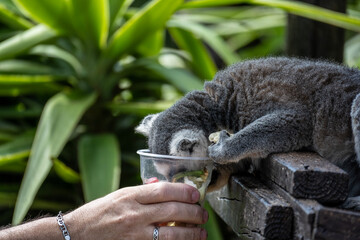 Madagascar Gray Lemur feeding in natural conditions on a sunny day