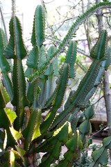 Euphorbia candelabrum (lat: Euphorbia candelabrum) is a species of succulent , growing in Sudan.