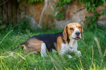 Beagle in the green grass