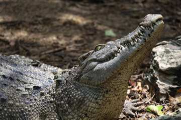 Close up crocodile is action show head in garden