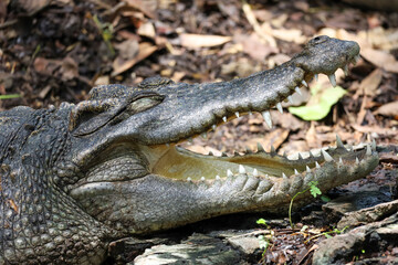 Close up crocodile is action show head in garden