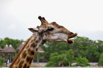 Close up head giraffe in the garden