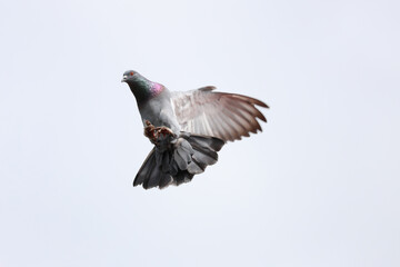 Obraz premium The city Pigeon bird is fly on sky