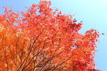 長野県の美しい紅葉