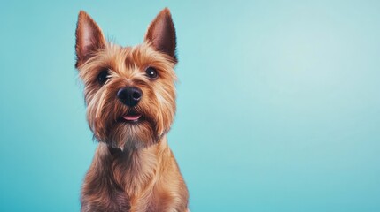 A close-up of a dog with a playful expression against a blue background.