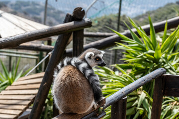 Madagascar Gray Lemur feeding in natural conditions on a sunny day