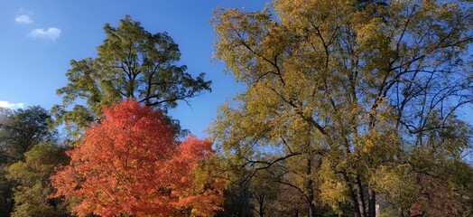 Autumn Colors