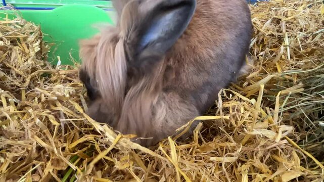 Portrait eines Zwergkaninchen.