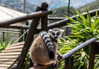 Madagascar Gray Lemur feeding in natural conditions on a sunny day