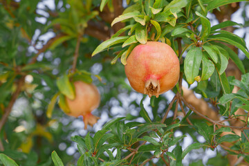 Natural organic pomegranate fruit on tree with green leaves.