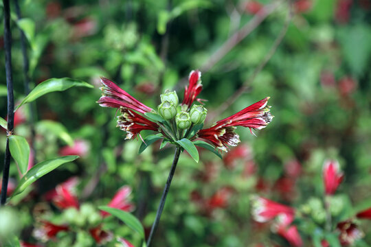 Closeup of Parrot Lily blooms and buds, Powys Wales
