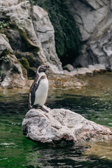 Fototapeta premium Humboldt Penguin standing on a stone in the water