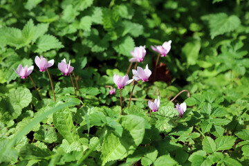 Sunlit Ivy-leaved cyclamen blooms, Powys Wales

