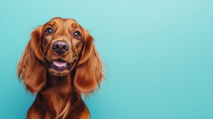 A cheerful golden dog with long ears against a bright blue background.