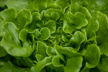 fresh green lettuce