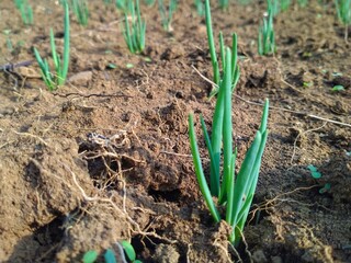 Onion seedling crop 