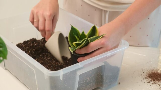 Close-up of women's hands pouring soil into a pot of a houseplant Sansevieria. The florist enjoys the process of transplanting dracaena into new pots as a part of her home gardening routine.