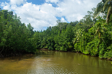 Obraz premium Upstream of the river with mangrove and coconut trees on both sides of the river
