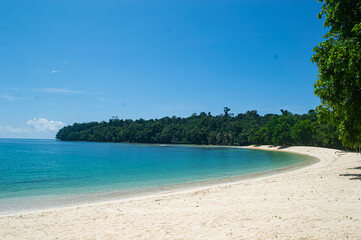 View of the expanse of trees along the beach