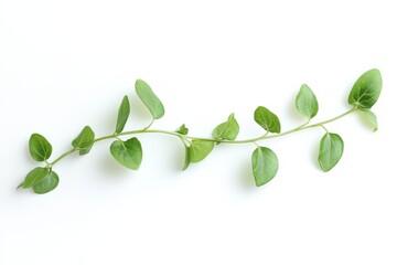 Succulent Wild Purslane Stem on White Background