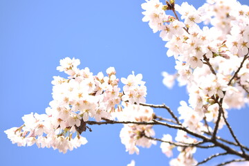 色とりどりの桜