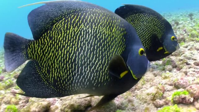Pair of French angelfish fish swimming in the crystal-clear waters of Fernando de Noronha, Brazil