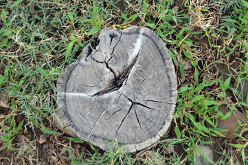 Trunk Anatomy & Cambium Layers ، Tree Stump