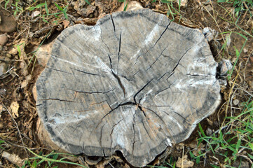 Trunk Anatomy & Cambium Layers ، Tree Stump