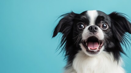 Fototapeta premium A cheerful black and white dog with an expressive face against a blue background.