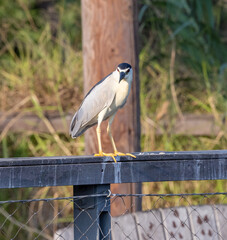 crowned heron perched on a branch
