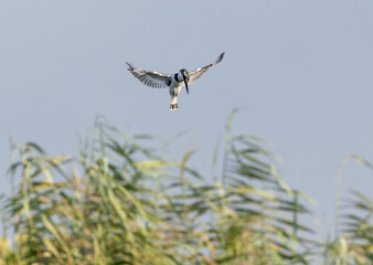 Pied Kingfisher