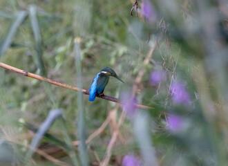 blue winged kingfisher