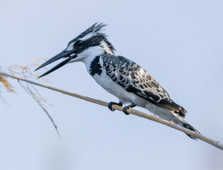 Pied Kingfisher