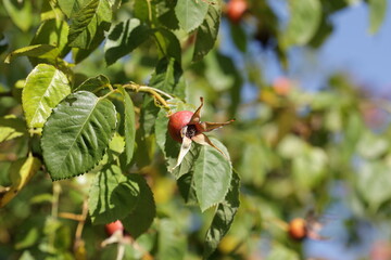 Nahaufnahme Hagebutte am Baum