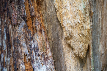 Tree bark close up, can be used as a background