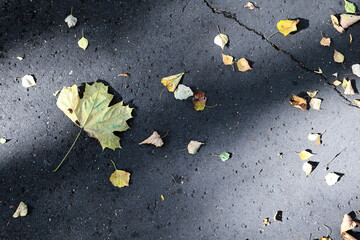 Fototapeta premium Close-Up Of Colorful Autumn Leaves On A Cracked Asphalt Surface, Capturing The Essence Of Fall And Seasonal Change.