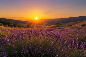 Naklejka premium A beautiful sunset over a lavender field, showcasing vibrant colors and serene nature.