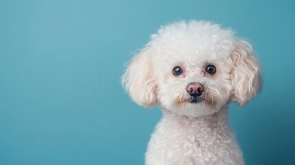A fluffy white dog with curly fur poses against a blue background.