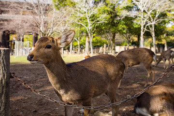 Deers in Nara Park 