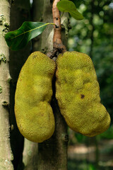 Jackruit fruits hanging from the tree in Medellin, Colombia