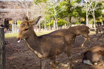 Deers in Nara Park 